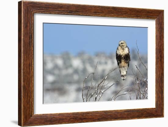 Rough-Legged Hawk-Ken Archer-Framed Photographic Print