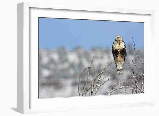 Rough-Legged Hawk-Ken Archer-Framed Photographic Print