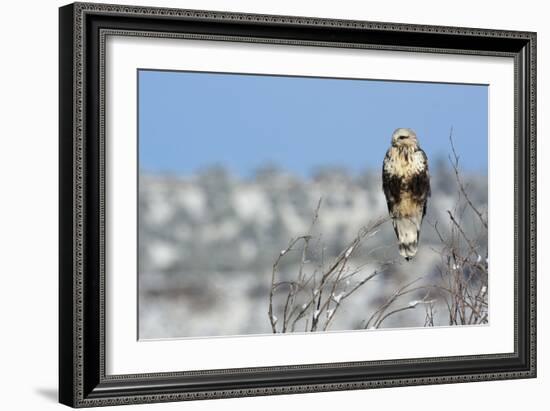 Rough-Legged Hawk-Ken Archer-Framed Photographic Print