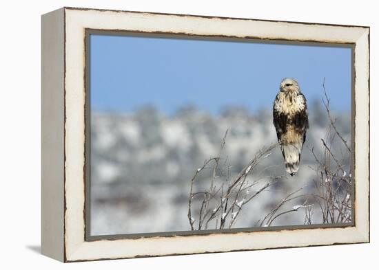 Rough-Legged Hawk-Ken Archer-Framed Premier Image Canvas