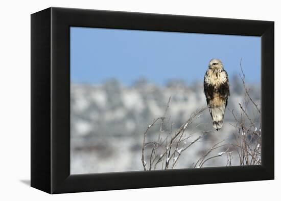 Rough-Legged Hawk-Ken Archer-Framed Premier Image Canvas