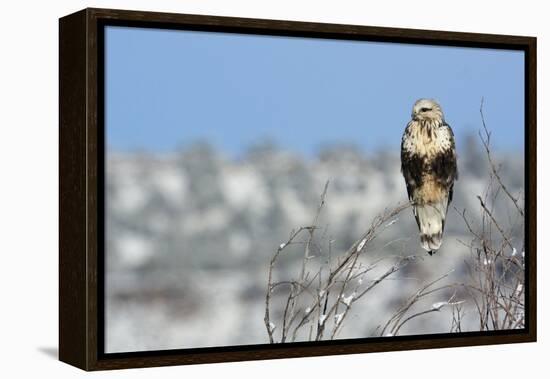 Rough-Legged Hawk-Ken Archer-Framed Premier Image Canvas