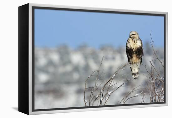 Rough-Legged Hawk-Ken Archer-Framed Premier Image Canvas