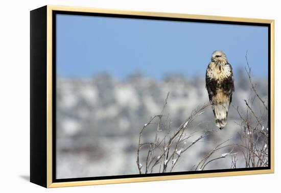 Rough-Legged Hawk-Ken Archer-Framed Premier Image Canvas