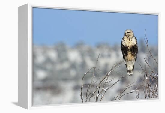 Rough-Legged Hawk-Ken Archer-Framed Premier Image Canvas