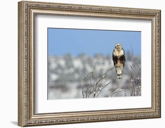 Rough-Legged Hawk-Ken Archer-Framed Photographic Print