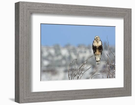 Rough-Legged Hawk-Ken Archer-Framed Photographic Print