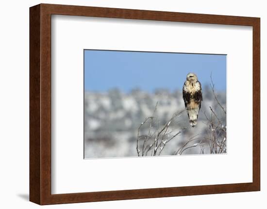 Rough-Legged Hawk-Ken Archer-Framed Photographic Print