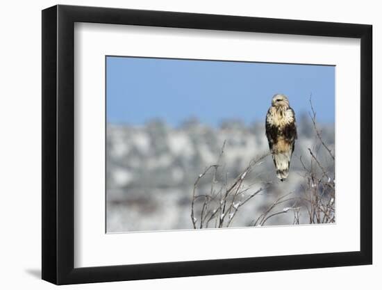 Rough-Legged Hawk-Ken Archer-Framed Photographic Print