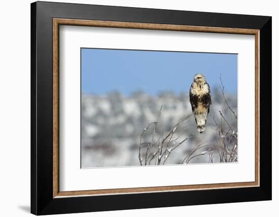 Rough-Legged Hawk-Ken Archer-Framed Photographic Print