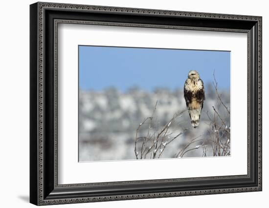 Rough-Legged Hawk-Ken Archer-Framed Photographic Print