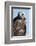 Rough-Legged Hawk-Ken Archer-Framed Photographic Print