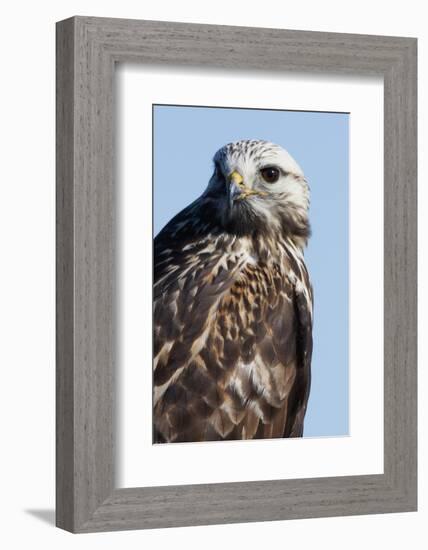 Rough-Legged Hawk-Ken Archer-Framed Photographic Print