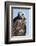 Rough-Legged Hawk-Ken Archer-Framed Photographic Print