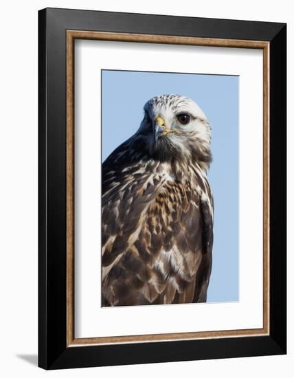 Rough-Legged Hawk-Ken Archer-Framed Photographic Print