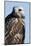 Rough-Legged Hawk-Ken Archer-Mounted Photographic Print