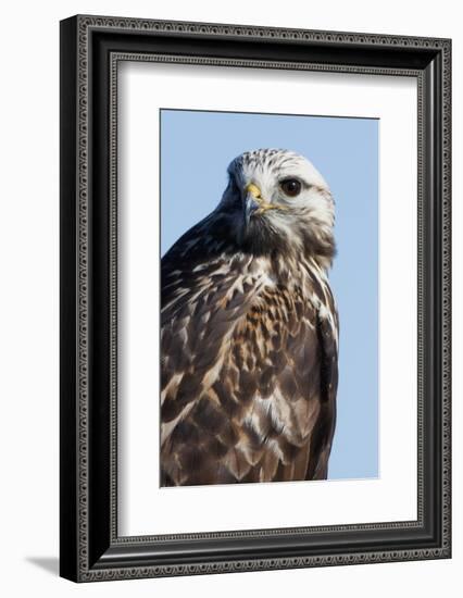 Rough-Legged Hawk-Ken Archer-Framed Photographic Print