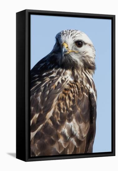 Rough-Legged Hawk-Ken Archer-Framed Premier Image Canvas