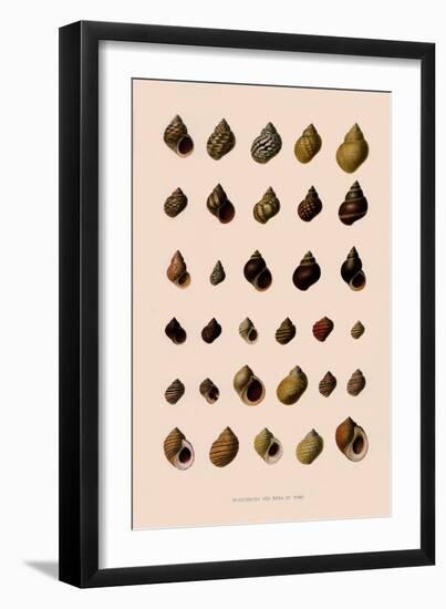 Rough Periwinkle Shells-null-Framed Giclee Print