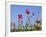 Rough Poppy (Papaver Hybridum)-Bob Gibbons-Framed Photographic Print