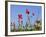 Rough Poppy (Papaver Hybridum)-Bob Gibbons-Framed Photographic Print