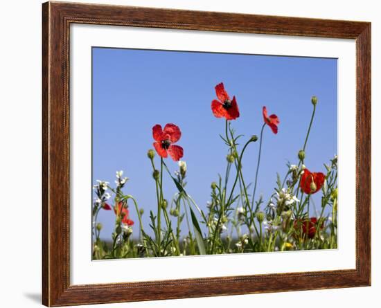 Rough Poppy (Papaver Hybridum)-Bob Gibbons-Framed Photographic Print