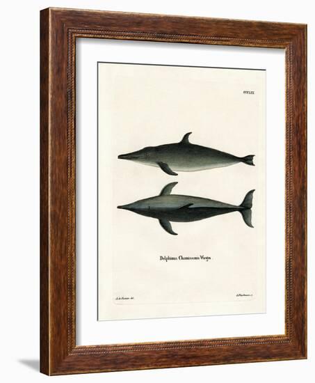 Rough-Toothed Dolphin-null-Framed Giclee Print