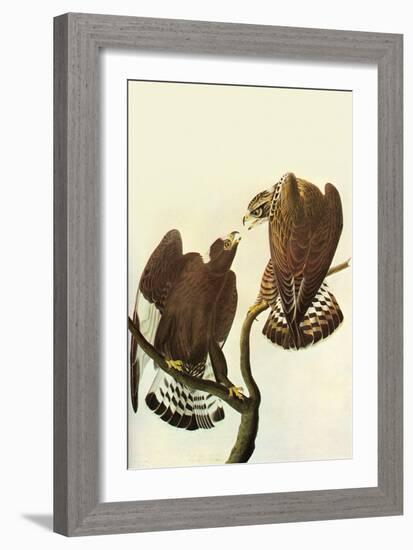 Roughlegged Hawk-John James Audubon-Framed Art Print