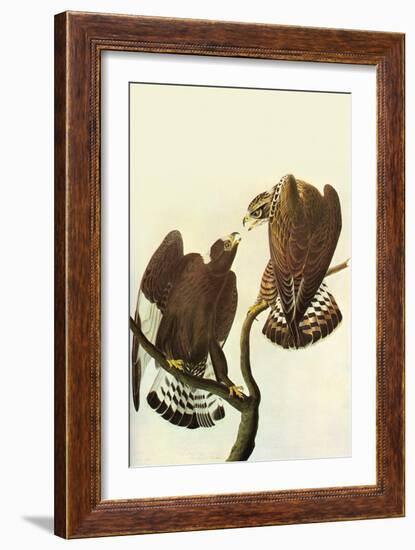 Roughlegged Hawk-John James Audubon-Framed Art Print