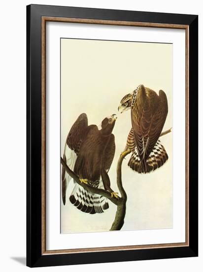 Roughlegged Hawk-John James Audubon-Framed Art Print