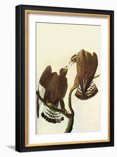 Roughlegged Hawk-John James Audubon-Framed Art Print