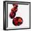 Round Cut Rubies-null-Framed Photographic Print