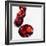 Round Cut Rubies-null-Framed Photographic Print