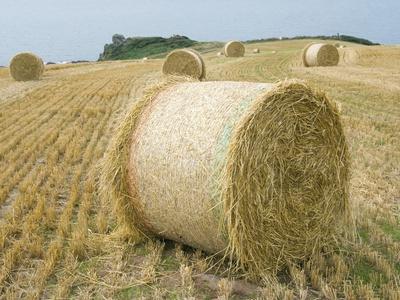 Round Hay Bales In Field Photographic Print Mark Bolton Art Com
