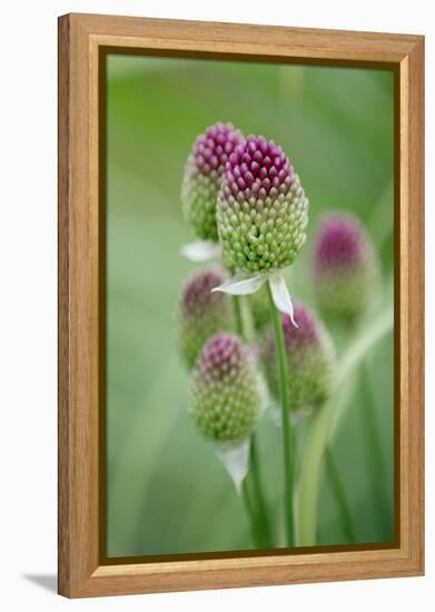 Round-Headed Leek Much Loved by Bees-null-Framed Premier Image Canvas