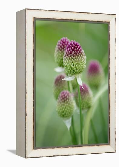 Round-Headed Leek Much Loved by Bees-null-Framed Premier Image Canvas