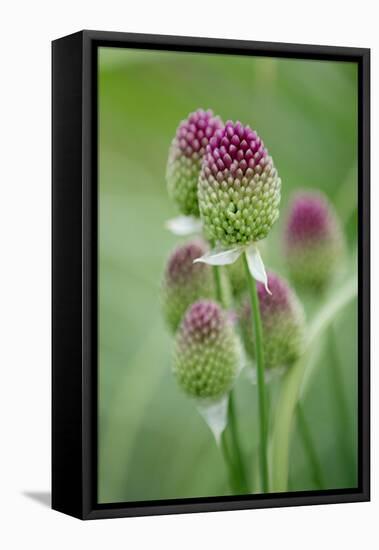 Round-Headed Leek Much Loved by Bees-null-Framed Premier Image Canvas