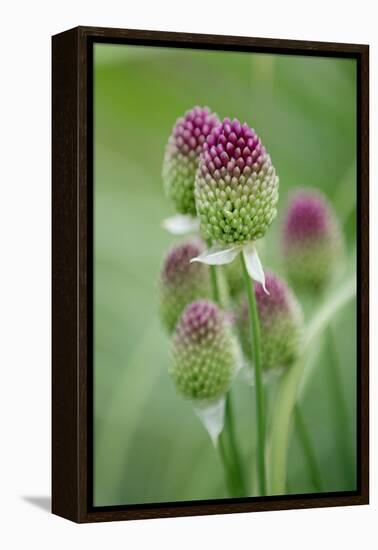 Round-Headed Leek Much Loved by Bees-null-Framed Premier Image Canvas