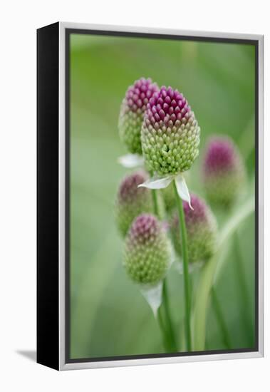 Round-Headed Leek Much Loved by Bees-null-Framed Premier Image Canvas