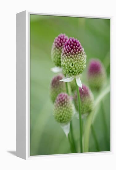 Round-Headed Leek Much Loved by Bees-null-Framed Premier Image Canvas