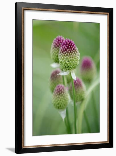 Round-Headed Leek Much Loved by Bees-null-Framed Photographic Print