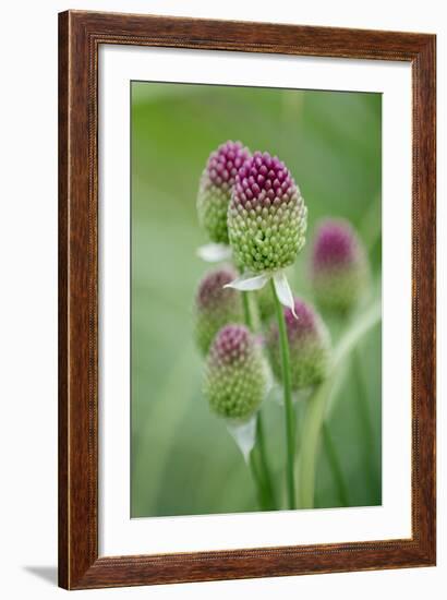 Round-Headed Leek Much Loved by Bees-null-Framed Photographic Print