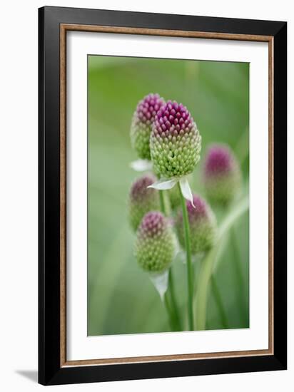 Round-Headed Leek Much Loved by Bees-null-Framed Photographic Print