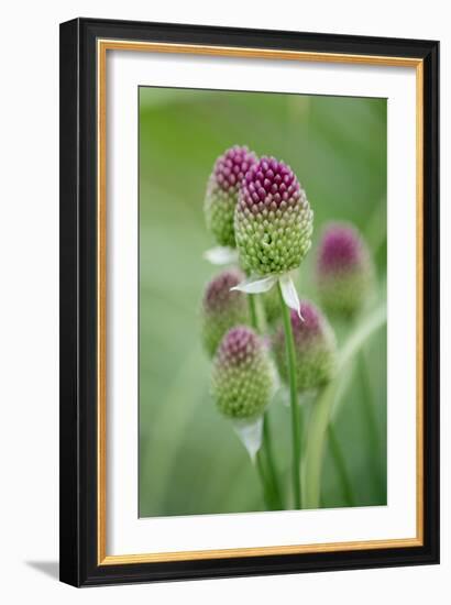 Round-Headed Leek Much Loved by Bees-null-Framed Photographic Print