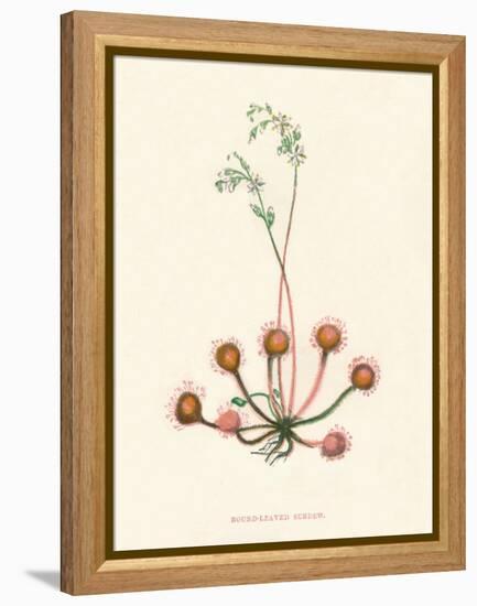 'Round-Leaved Sundew', c1891, (1891)-Anne Pratt-Framed Premier Image Canvas