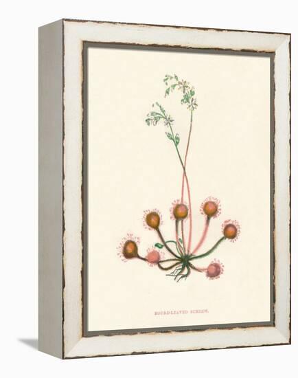 'Round-Leaved Sundew', c1891, (1891)-Anne Pratt-Framed Premier Image Canvas