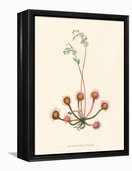 'Round-Leaved Sundew', c1891, (1891)-Anne Pratt-Framed Premier Image Canvas