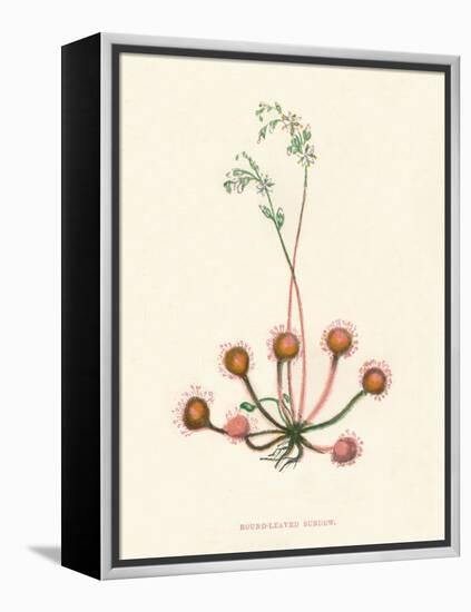 'Round-Leaved Sundew', c1891, (1891)-Anne Pratt-Framed Premier Image Canvas