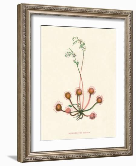 'Round-Leaved Sundew', c1891, (1891)-Anne Pratt-Framed Giclee Print