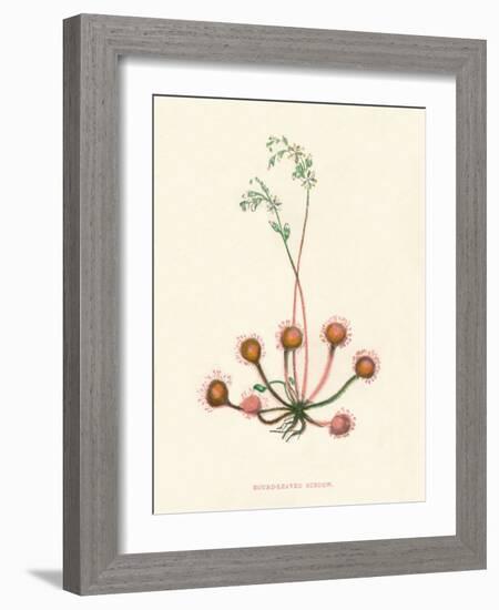 'Round-Leaved Sundew', c1891, (1891)-Anne Pratt-Framed Giclee Print